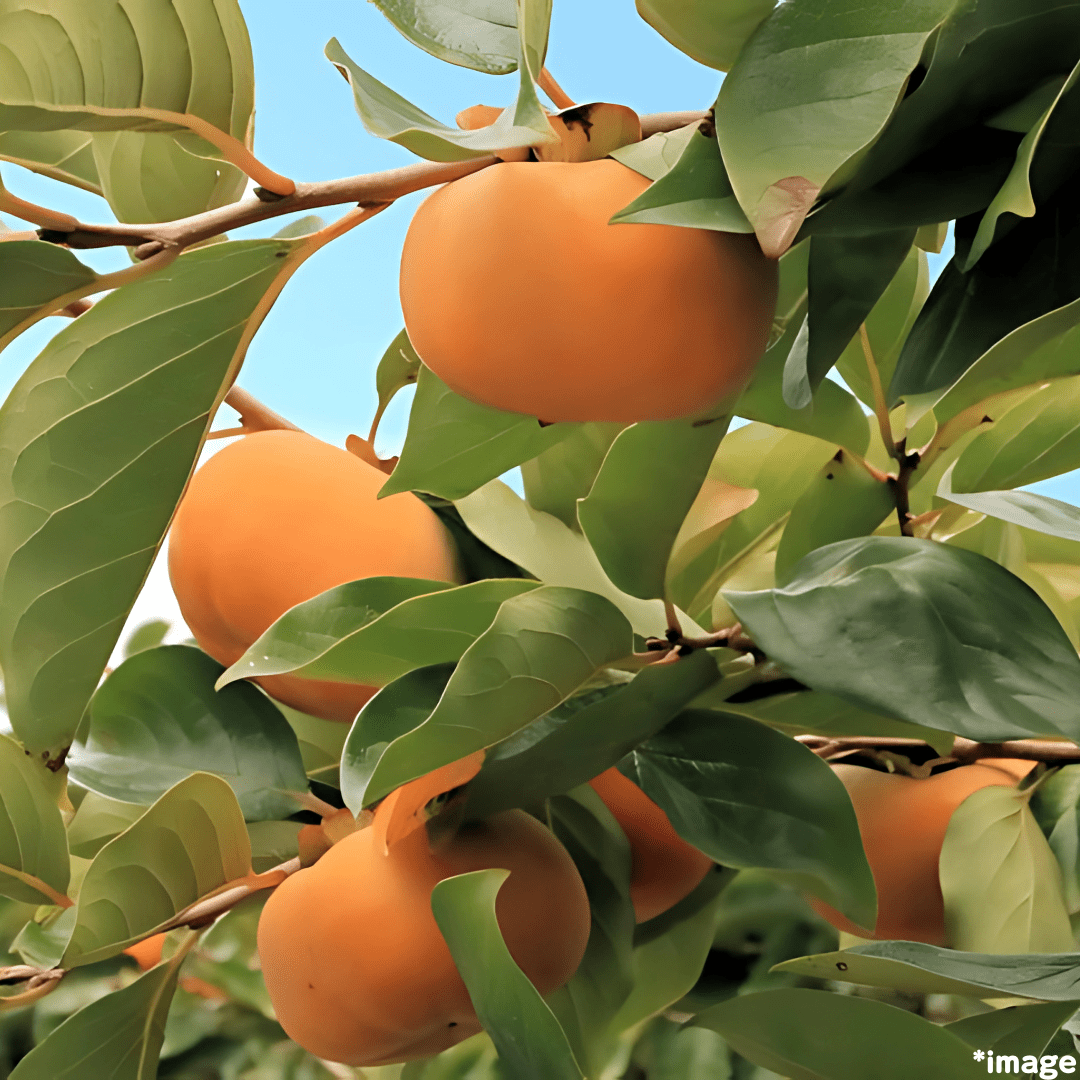 "Jiro Persimmon" 2pc/approx.##g, Crisp and sweet, nearly seedless branded persimmon ,from Aichi [Delivery between 15th~16th Nov] - Tokyo Fresh Direct