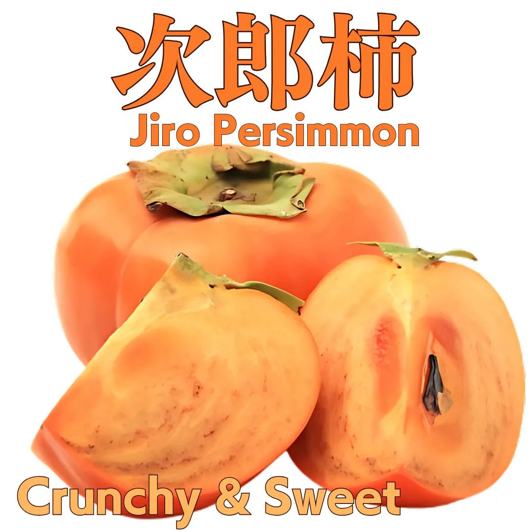 "Jiro Persimmon (High Grade)" approx.500g/2pc, Crispy and sweet, nearly seedless persimmon ,from Aichi [Delivery between 15th~16th Nov] - Tokyo Fresh Direct