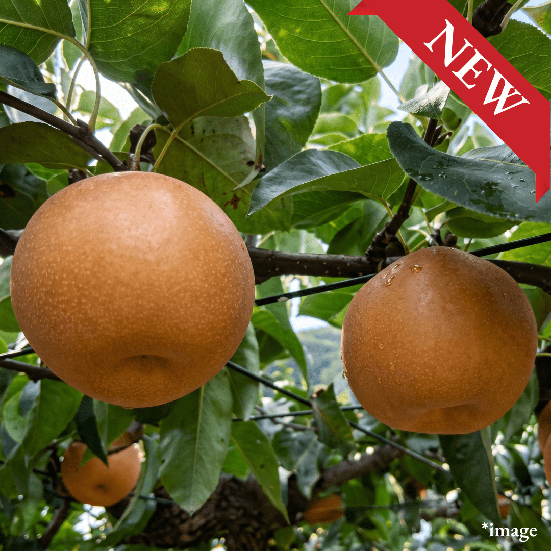 Jishinsaku Brand "Hosui (3L-size/Top Grade)", The pride of top grade Japanese pear, 13° Brix Sweetness, Approx.700g+(2pcs)| Delivery: 4th~5th Sep - TFD (Tokyo Fresh Direct)