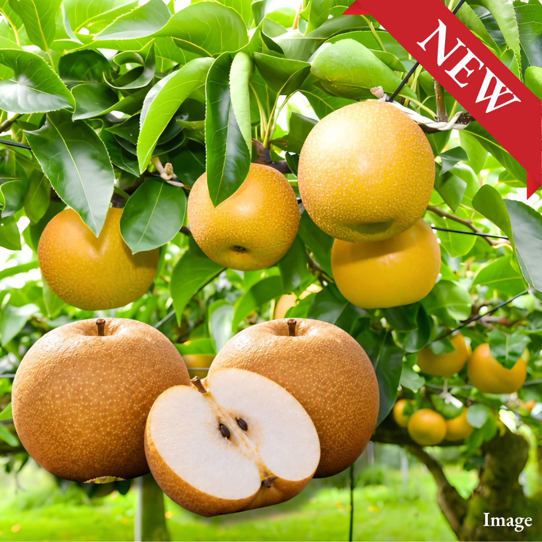 Jishinsaku Brand "Nikkori (Extra-Large 6L-size/Tochigi Premium)", Giant Tochigi-Born Pear, Selected at 13°+ Brix, Approx.1.6kg(2pcs) | Delivery: 9th~10th Oct - TFD (Tokyo Fresh Direct)