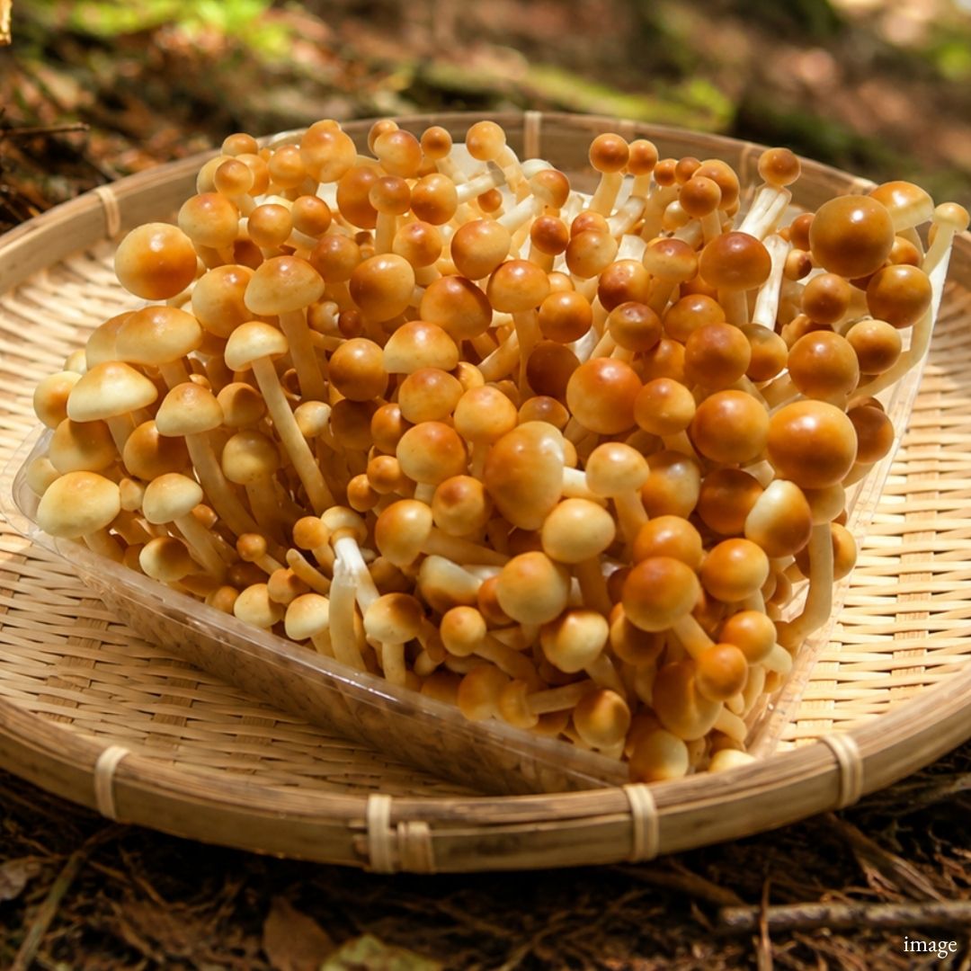Kakinoki Mushroom (Japanese Enoki), 150g / 1 Pack, [Nagano Fair 2026] | Delivery: 18th–19th Sep - TFD (Tokyo Fresh Direct)