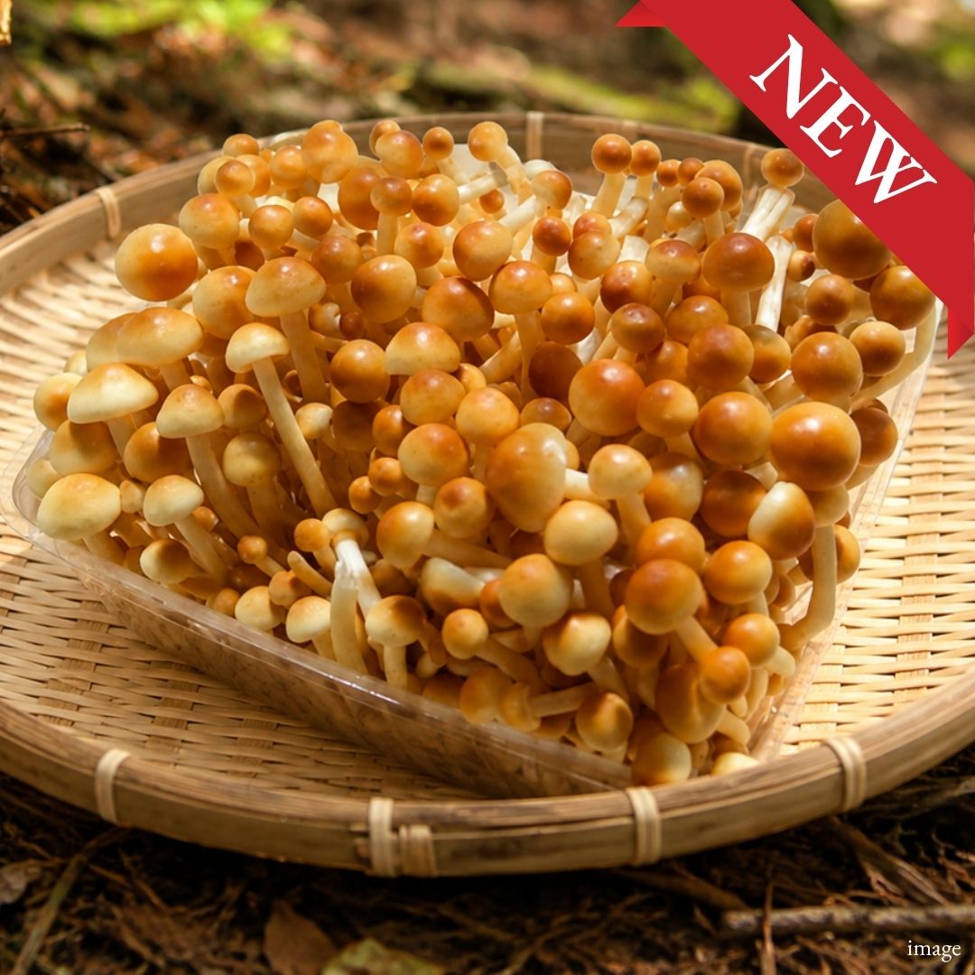 Kakinoki Mushroom (Japanese Enoki), 150g / 1 Pack, [Nagano Fair 2026] | Delivery: 18th–19th Sep - TFD (Tokyo Fresh Direct)