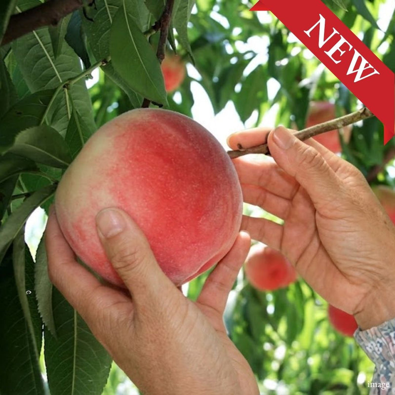 "Kanoiwa White Peach (2L-size/High Grade)", 91–100 Days from Full Bloom, Approx.600g(2pcs) | Delivery: 21st~22nd Aug - TFD (Tokyo Fresh Direct)