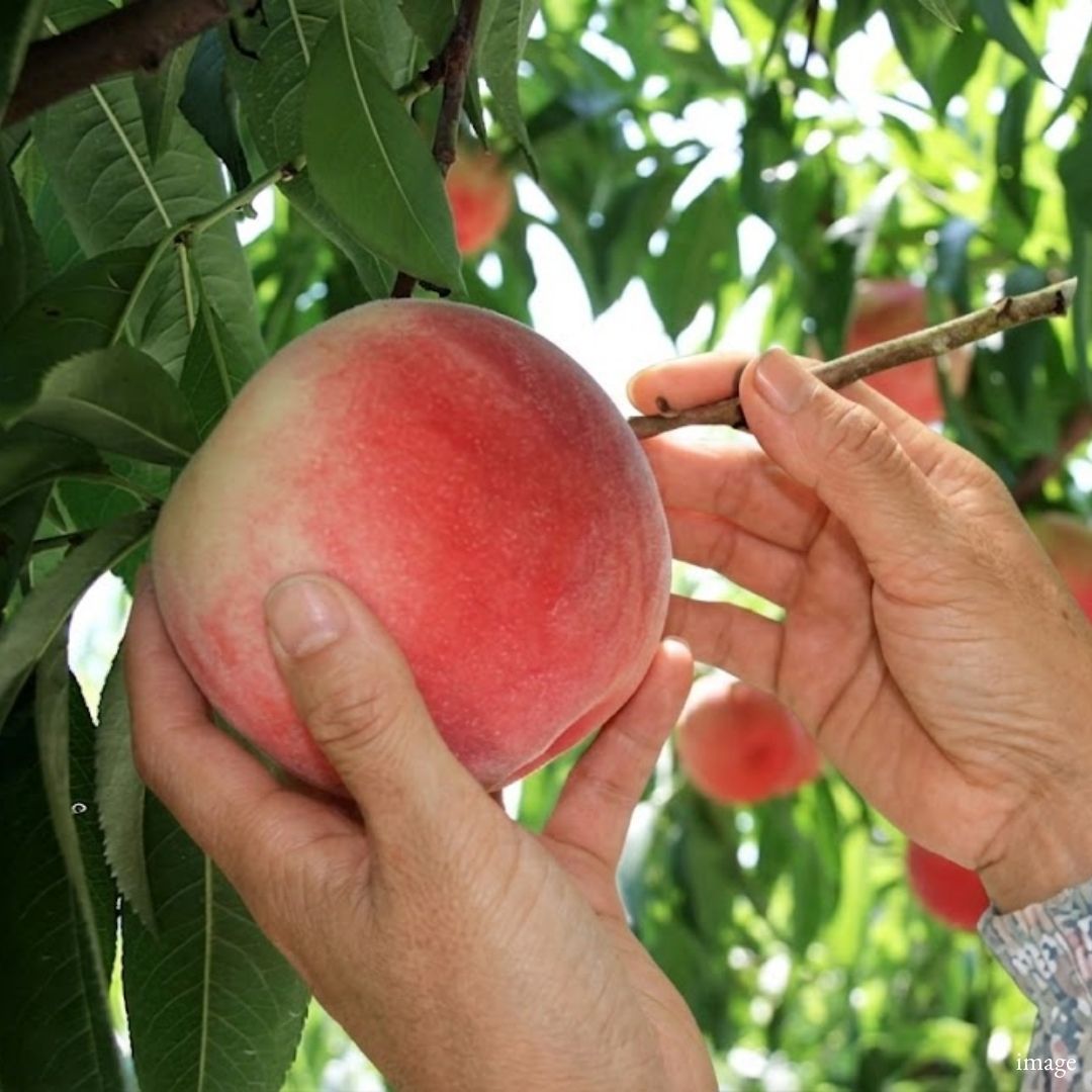 "Kanoiwa White Peach (2L-size/High Grade)", 91–100 Days from Full Bloom, Approx.600g(2pcs) | Delivery: 21st~22nd Aug - TFD (Tokyo Fresh Direct)