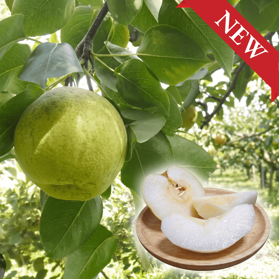 "Kaori (Giftbox/Extra-Large 6L-size/Rare)", The Rare Giant Once Abandoned for Its Difficult Cultivation, Approx.1.8~2.0kg(2pcs) | Delivery: 18th-19th Sep - TFD (Tokyo Fresh Direct)