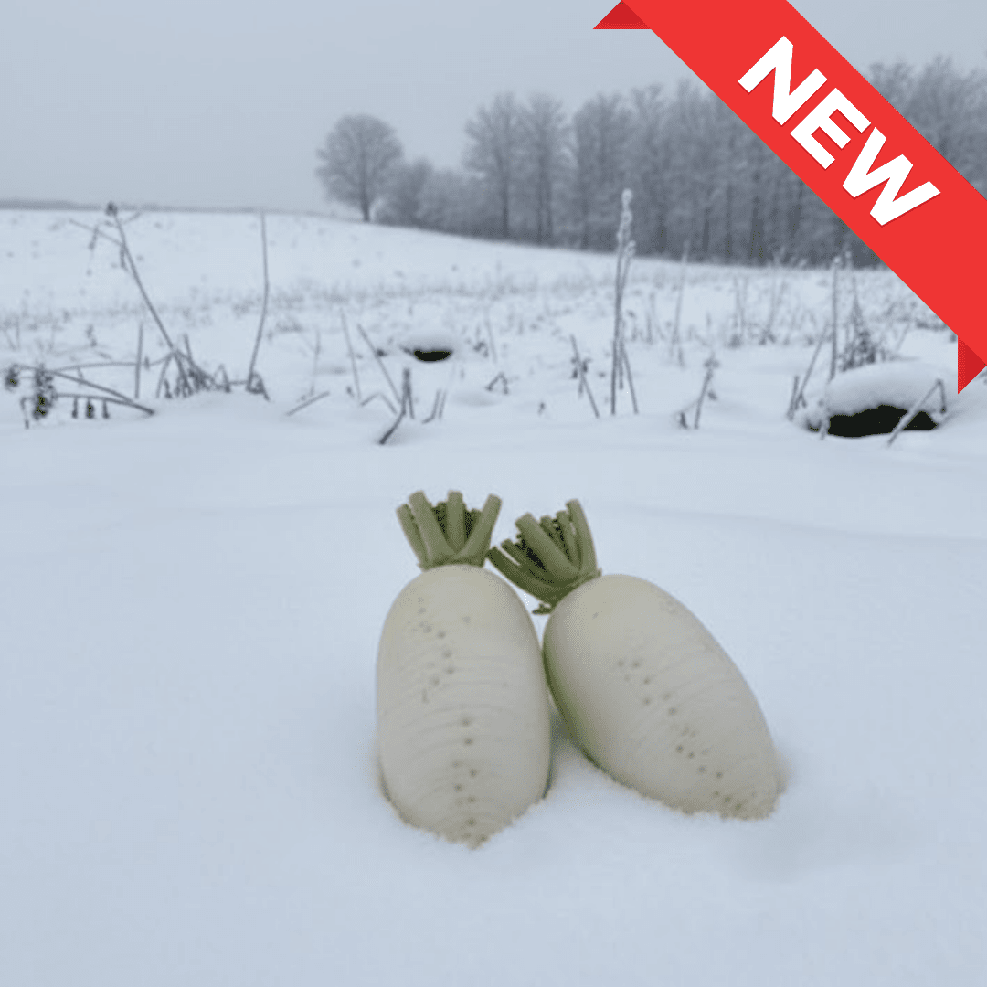 Karami Daikon from Gunma – Perfect for Nabe Sauce - Tokyo Fresh Direct