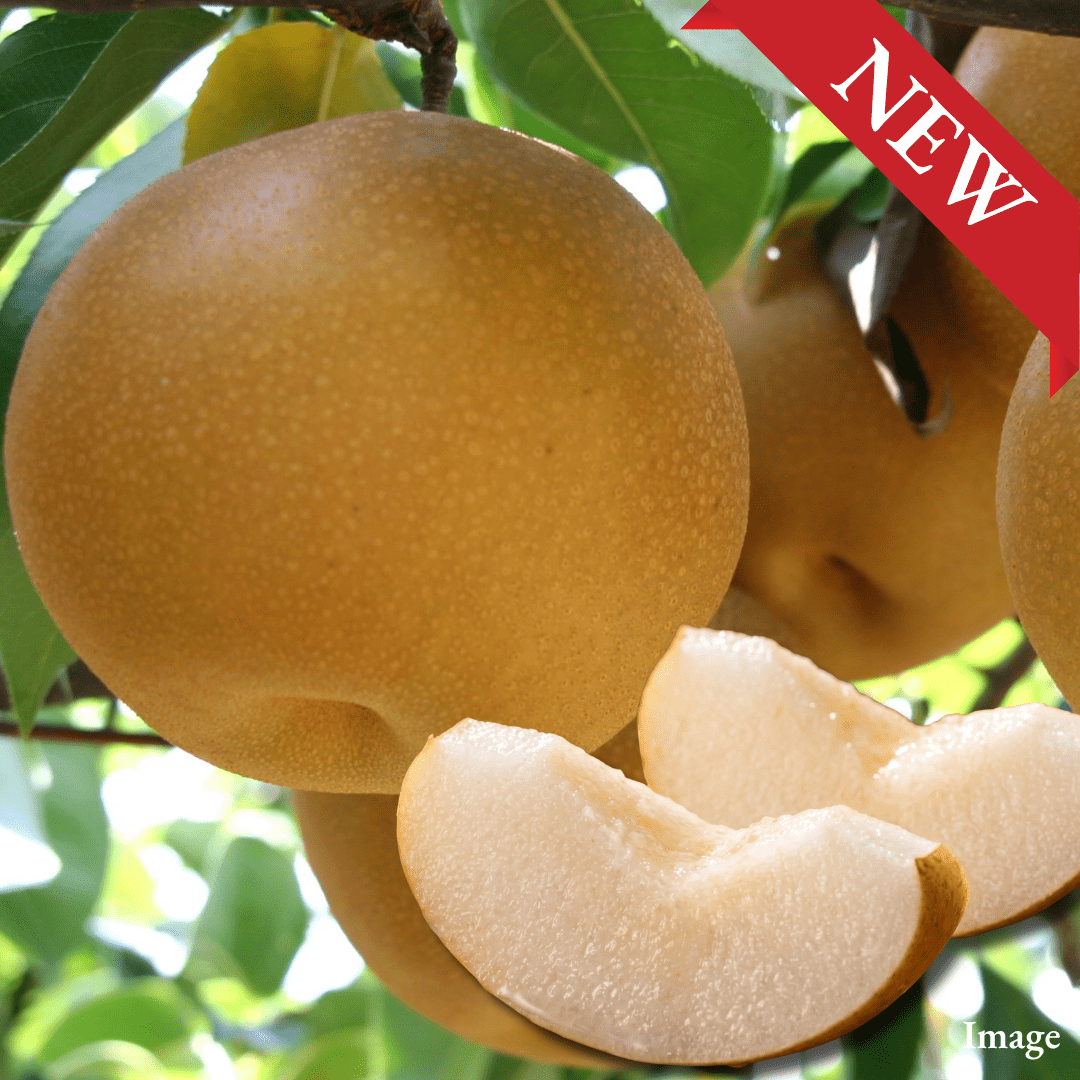 King Autumn japanese Pear "Oshu (Extra-Large 5L-size/High Grade)", The Late-Autumn Japanese Pear with a Surprisingly Delicate Bite, Approx.1kg(2pcs) | Delivery: 6th~7th Nov - TFD (Tokyo Fresh Direct)