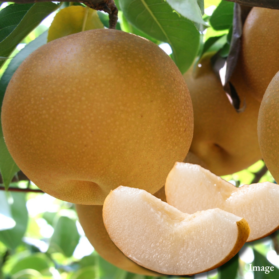 King Autumn japanese Pear "Oshu (Extra-Large 5L-size/High Grade)", The Late-Autumn Japanese Pear with a Surprisingly Delicate Bite, Approx.1kg(2pcs) | Delivery: 6th~7th Nov - TFD (Tokyo Fresh Direct)