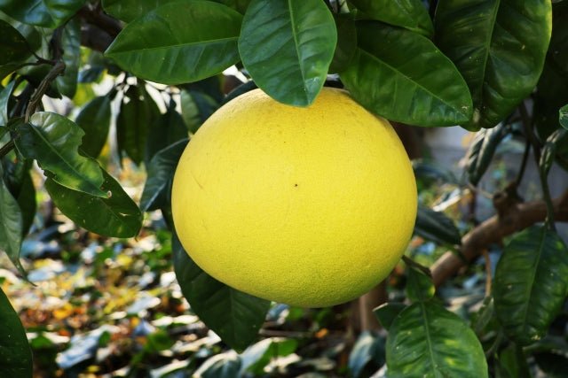 King of Large Citrus "Tosa - Pomelo (High Grade/Giftbox)", The Sun’s Blessing of Kochi, 3kg/5kg(5 - 7pcs) | Delivery: 9th - 17th Jan - Tokyo Fresh Direct
