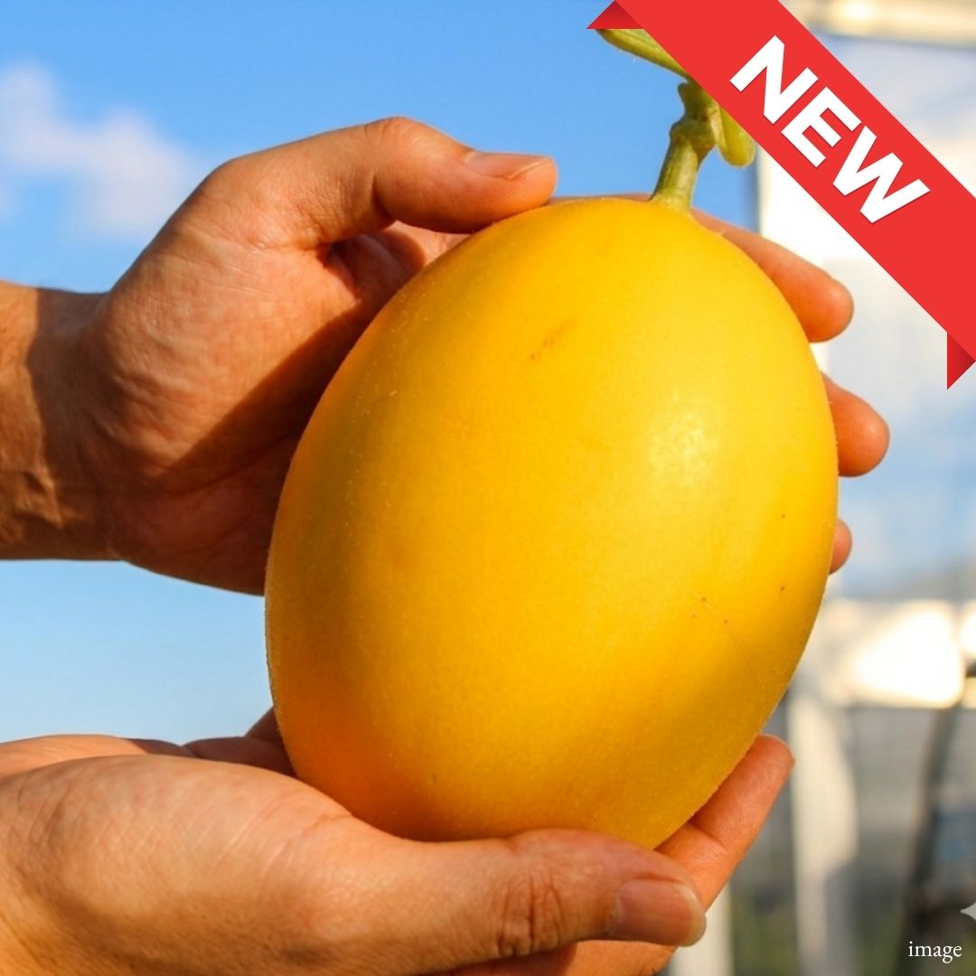 Kinsho Melon, known for its elegant sweetness and rich aroma, Approx. 500kg | Delivery: 5th - 6th Jun - TFD (Tokyo Fresh Direct)