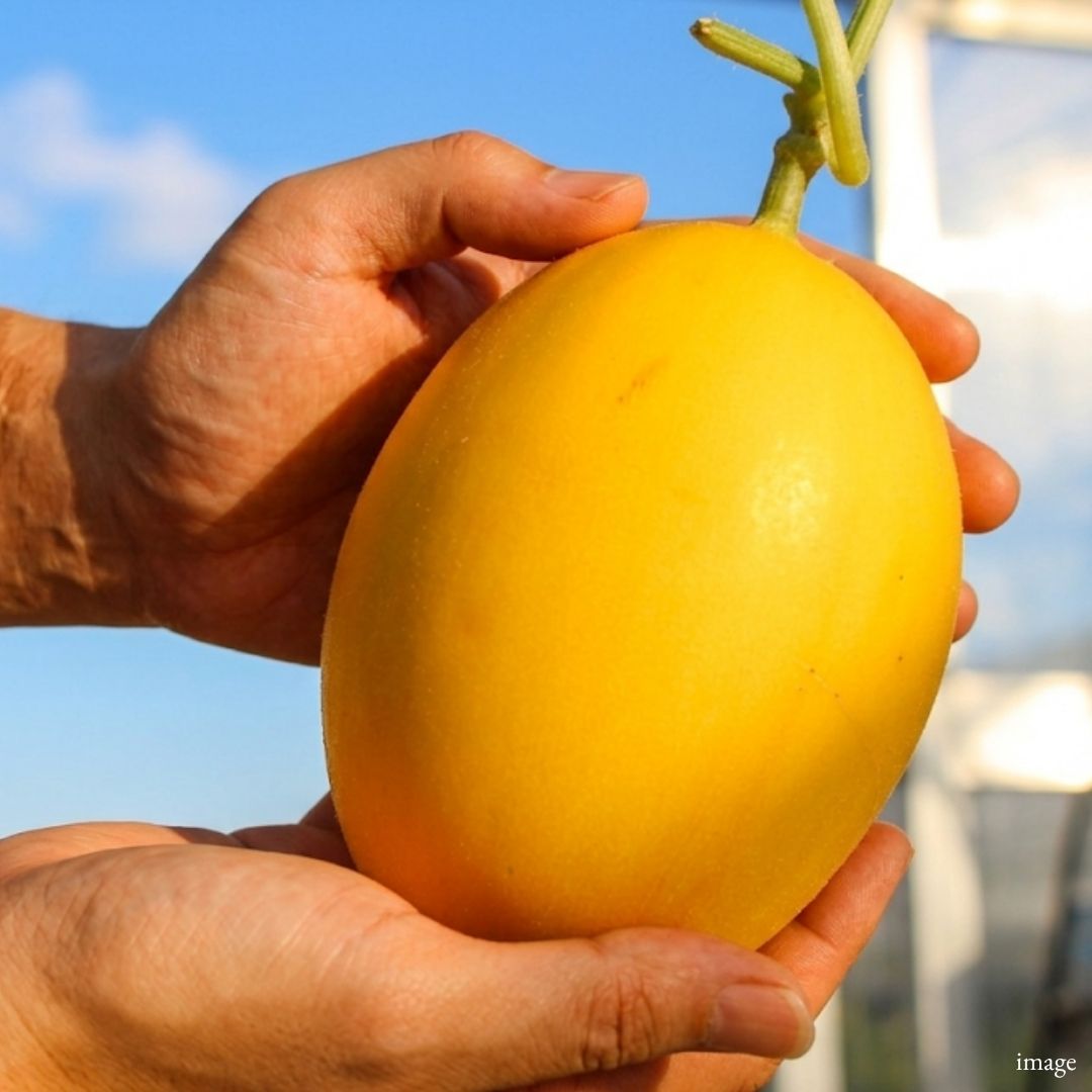 Kinsho Melon, known for its elegant sweetness and rich aroma, Approx. 500kg | Delivery: 5th - 6th Jun - TFD (Tokyo Fresh Direct)