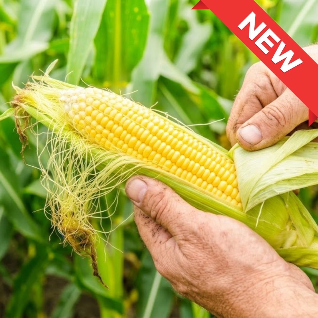 Kumamoto Premium Sweet Corn (2 Ears Pack) – Fresh Harvest Japanese Corn | Naturally Sweet | Seasonal Limited Offer | Delivery: 8th~16th Aug - TFD (Tokyo Fresh Direct)