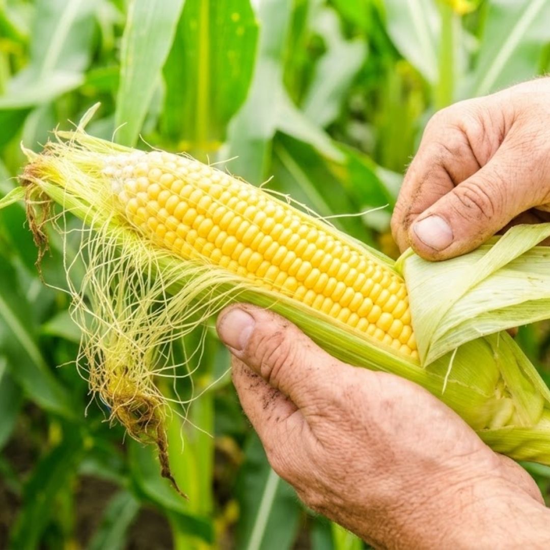 Kumamoto Premium Sweet Corn (2 Ears Pack) – Fresh Harvest Japanese Corn | Naturally Sweet | Seasonal Limited Offer | Delivery: 8th~16th Aug - TFD (Tokyo Fresh Direct)