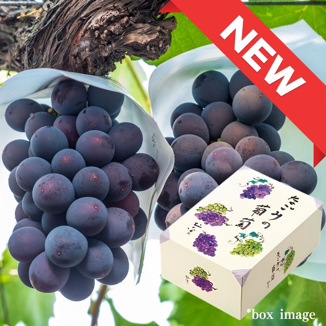 "Kyoho (High Grade) BIG size bunch", The king of grapess, from Yamanashi, 1bunch Gift Box(approx.600g) | Delivery: 29th~30th Aug - Tokyo Fresh Direct
