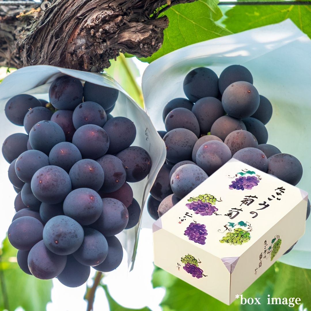 "Kyoho (High Grade) BIG size bunch", The king of grapess, from Yamanashi, 1bunch Gift Box(approx.600g) | Delivery: 29th~30th Aug - Tokyo Fresh Direct