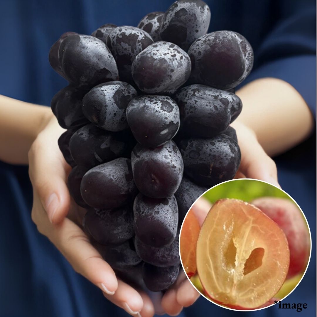 Large Seedless Black Shine Muscat Named After Mt. Fuji "Fuji no Kagayaki", 2L Size (approx. 500g) | Delivery: 5th~6th Sep [limited to 10 bunches] [Valued Members’ Exclusive Ultra - Rare Fruits] - Tokyo Fresh Direct