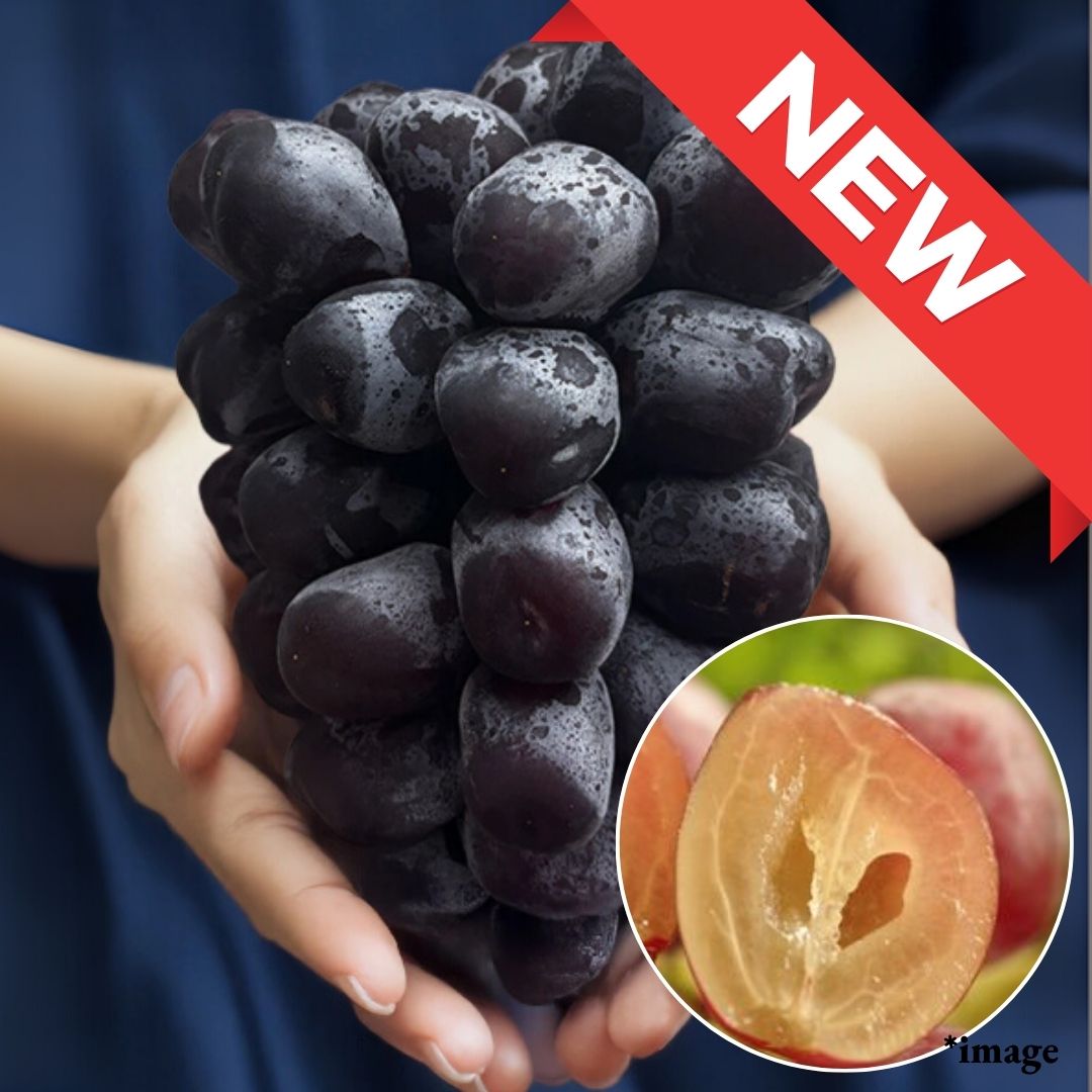 Large Seedless Black Shine Muscat Named After Mt. Fuji "Fuji no Kagayaki", 2L Size (approx. 500g) | Delivery: 5th~6th Sep [limited to 10 bunches] [Valued Members’ Exclusive Ultra - Rare Fruits] - Tokyo Fresh Direct
