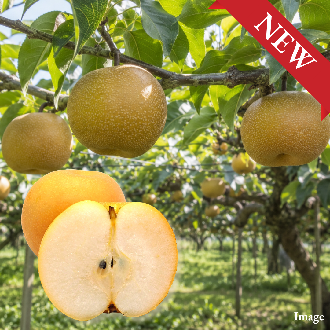 Midautumn Moon Pear "Akizuki (Extra-Large 5L-size)", The Best of Three Iconic Japanese Pears in One, Approx.1kg(2pcs) | Delivery: 9th~10th Oct - TFD (Tokyo Fresh Direct)