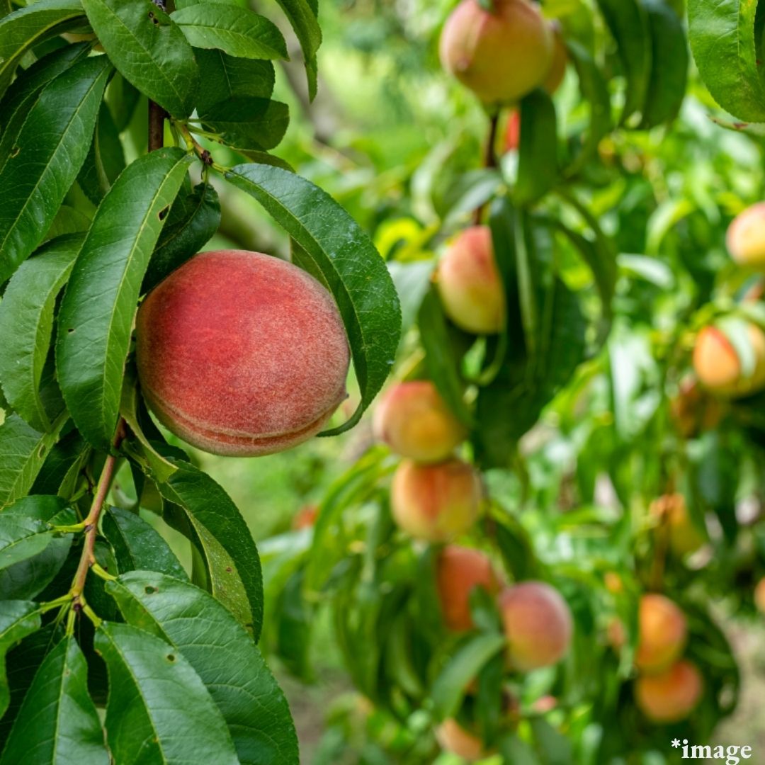 "'Miss Peach' Sakura White Peach (Top Grade)", Top brand Japanese peach, Gift Box(approx.2kg) | Delivery: 19th~20th Sep - Tokyo Fresh Direct
