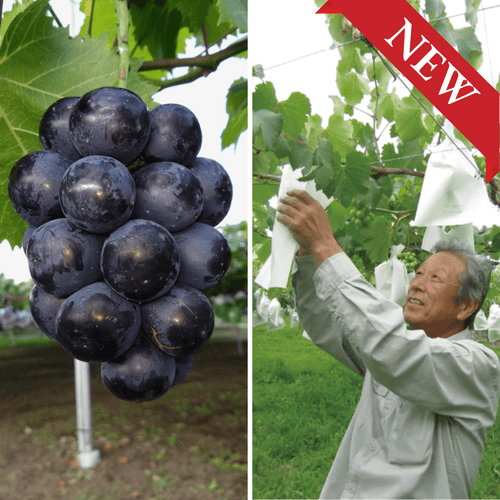 Miyako Farm "Nagano Purple (L-size/Farm Direct)", Known for Its Large Berries, Individually Bagged & Carefully Grown for a Refined Sweet-Tart Balance, | Delivery: 2nd~3rd Oct