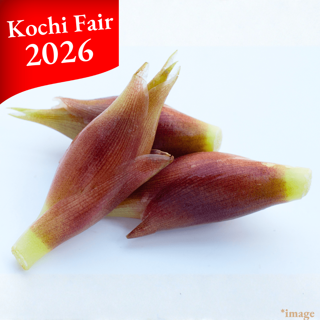 Myoga Japanese Ginger Flower 50g [Kochi Fair 2026] - Tokyo Fresh Direct