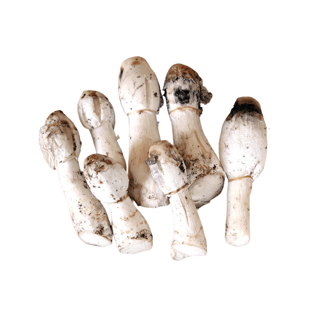 Nagano Coprinu Mushroom 1pack (approx. 100g) | Delivery: 12th~13th Sep - Tokyo Fresh Direct