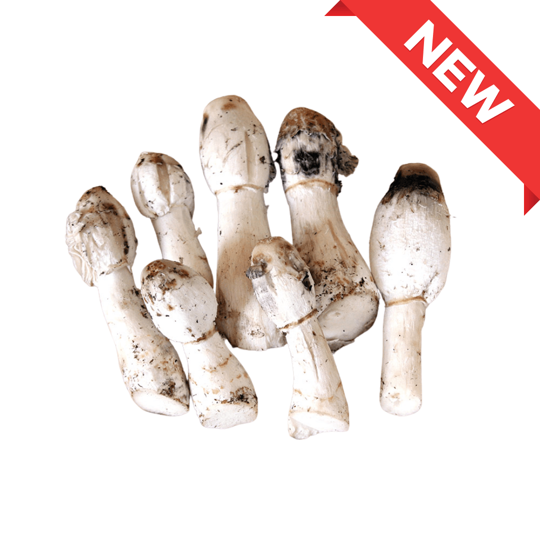 Nagano Coprinu Mushroom 1pack (approx. 100g) | Delivery: 12th~13th Sep - Tokyo Fresh Direct