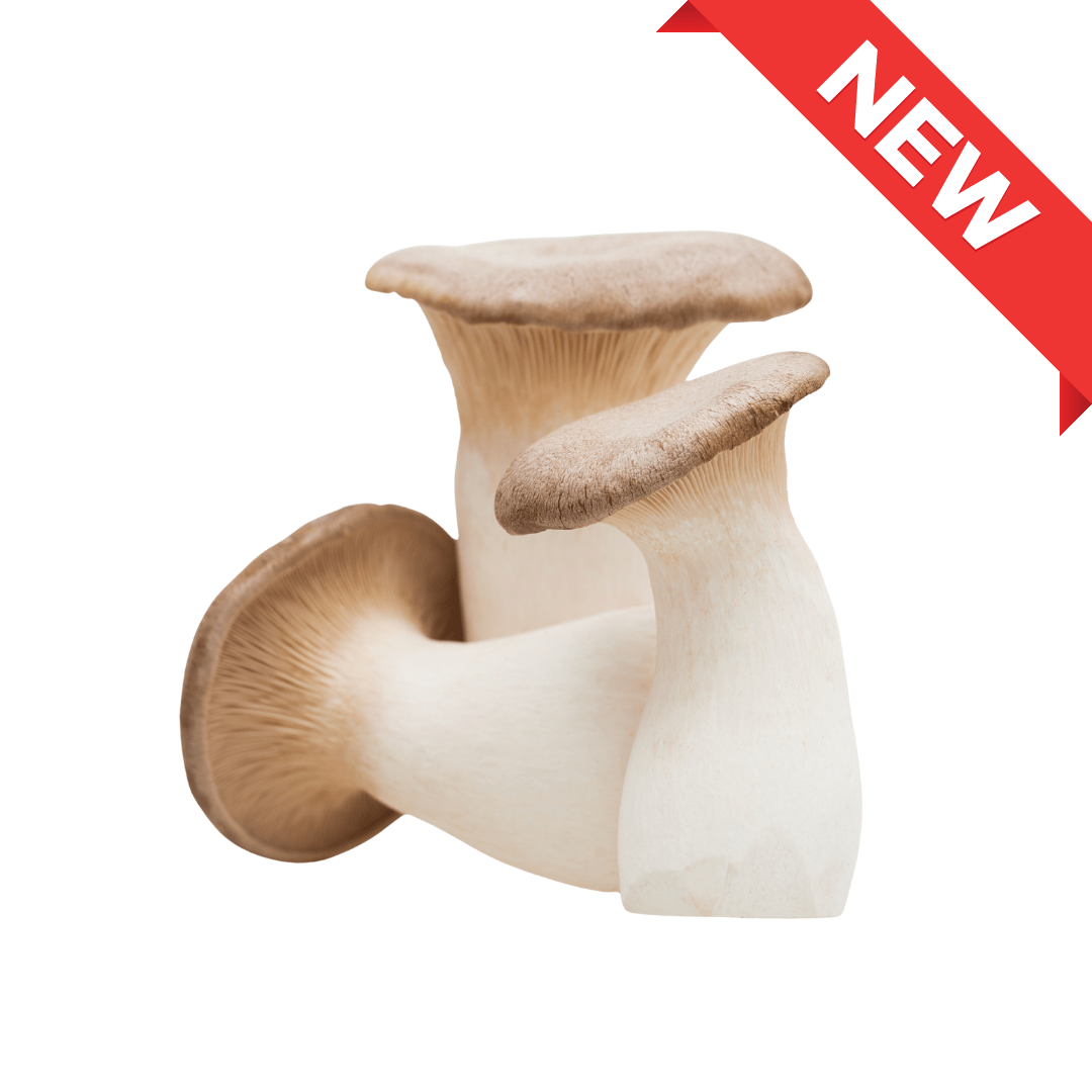 Nagano Eryngii Mushroom 1pack (approx. 100g) | Delivery: 12th~13th Sep - Tokyo Fresh Direct