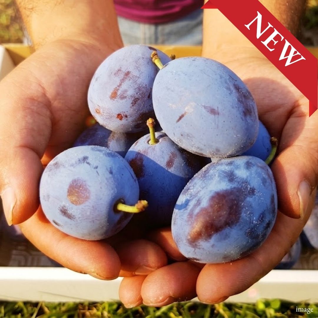 Nagano "Fresh Prunes", Rare Japanese Seasonal Fruit with Juicy Sweet-Tart Flavor, 400g Pack, Limited Quantity | Delivery: 4th–5th Sep - TFD (Tokyo Fresh Direct)