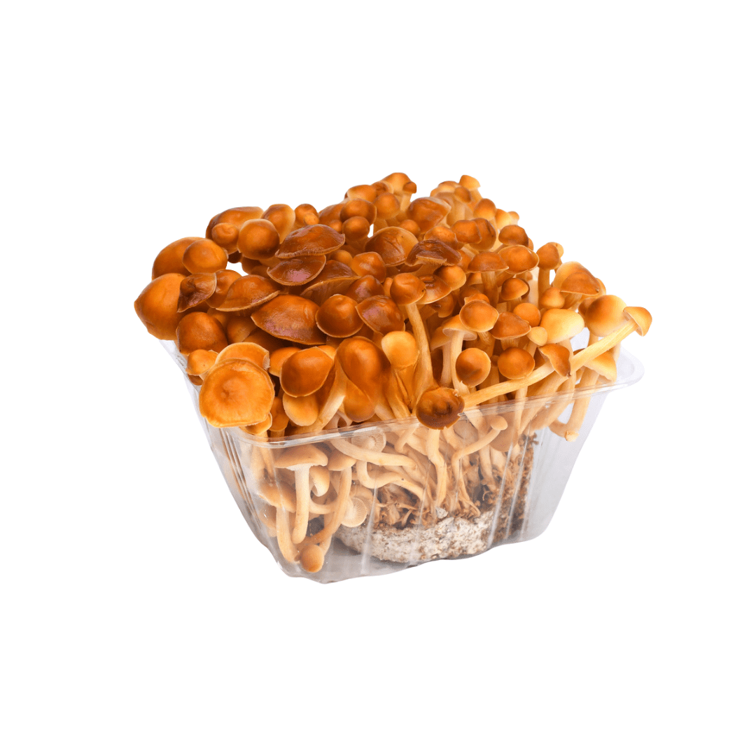 Nagano Kakinoki - take Mushroom 1pack (approx. 100g) | Delivery: 12th~13th Sep - Tokyo Fresh Direct