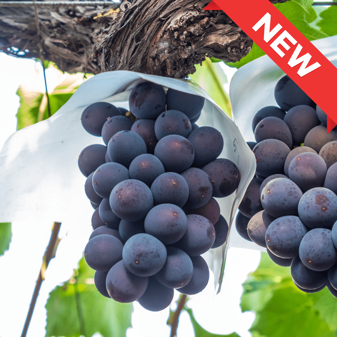 Nagano Kyoho Grape (approx.400g) | Delivery: 12th~13th Sep - Tokyo Fresh Direct