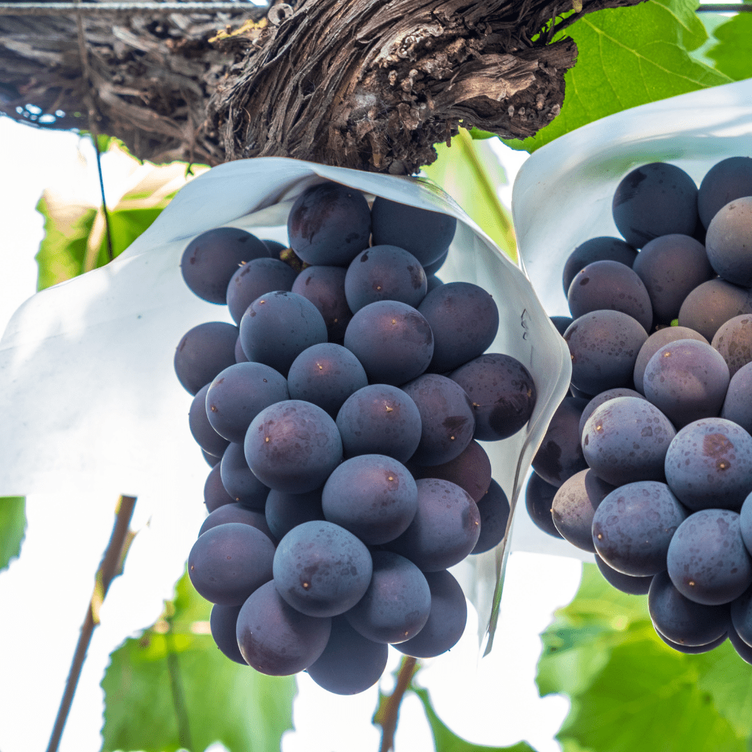 Nagano Kyoho Grape (approx.400g) | Delivery: 12th~13th Sep - Tokyo Fresh Direct