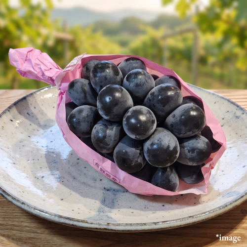 "Nagano Purple (3L-size/High Grade), Nagano’s Signature Black Grape with Rich Sweetness & Crisp Skin-On Bite, Approx.500g, [Nagano Fair 2026] | Delivery: 2nd~3rd Oct