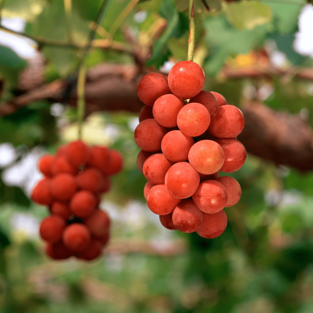 Nagano Queen Rouge (approx.500g) | Delivery: 12th~13th Sep - Tokyo Fresh Direct