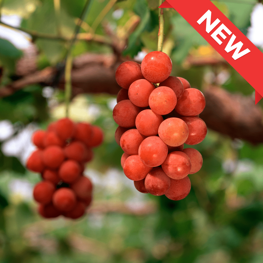 Nagano Queen Rouge (approx.500g) | Delivery: 12th~13th Sep - Tokyo Fresh Direct
