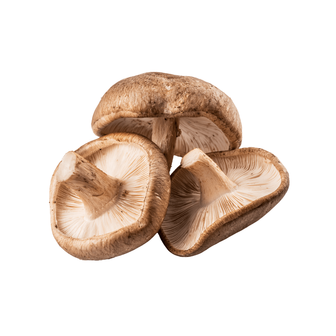 Nagano Shiitake mushroom 1pack (approx. 100g) | Delivery: 12th~13th Sep - Tokyo Fresh Direct