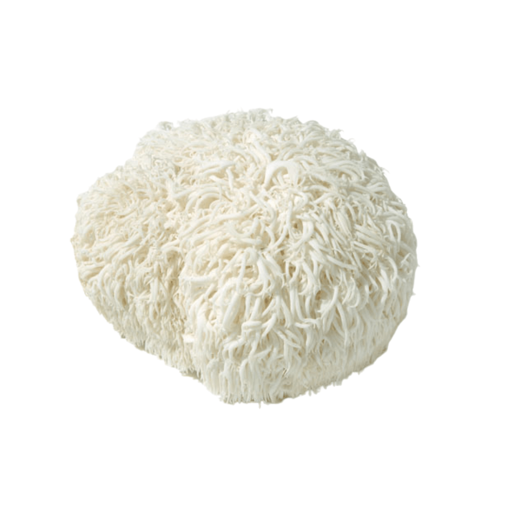 Nagano Yamabushi Mushroom (lion's mane mushroom) 1pack (approx. 100g) | Delivery: 12th~13th Sep - Tokyo Fresh Direct