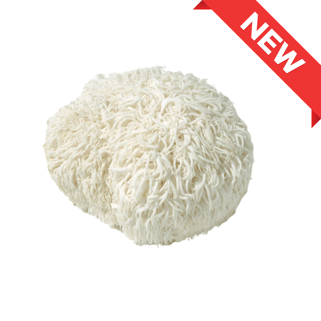 Nagano Yamabushi Mushroom (lion's mane mushroom) 1pack (approx. 100g) | Delivery: 12th~13th Sep - Tokyo Fresh Direct