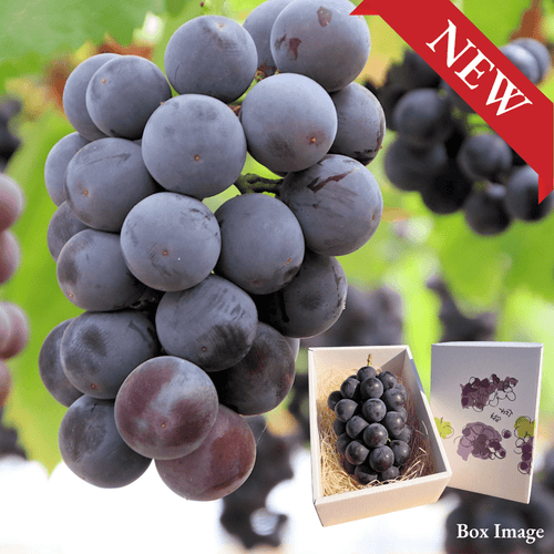 "New Pione (Giftbox/3L-size/High Grade)”, Seedless Black Grape with Rich Sweetness & Refreshing Acidity, Approx.550g | Delivery: 2nd~3rd Oct