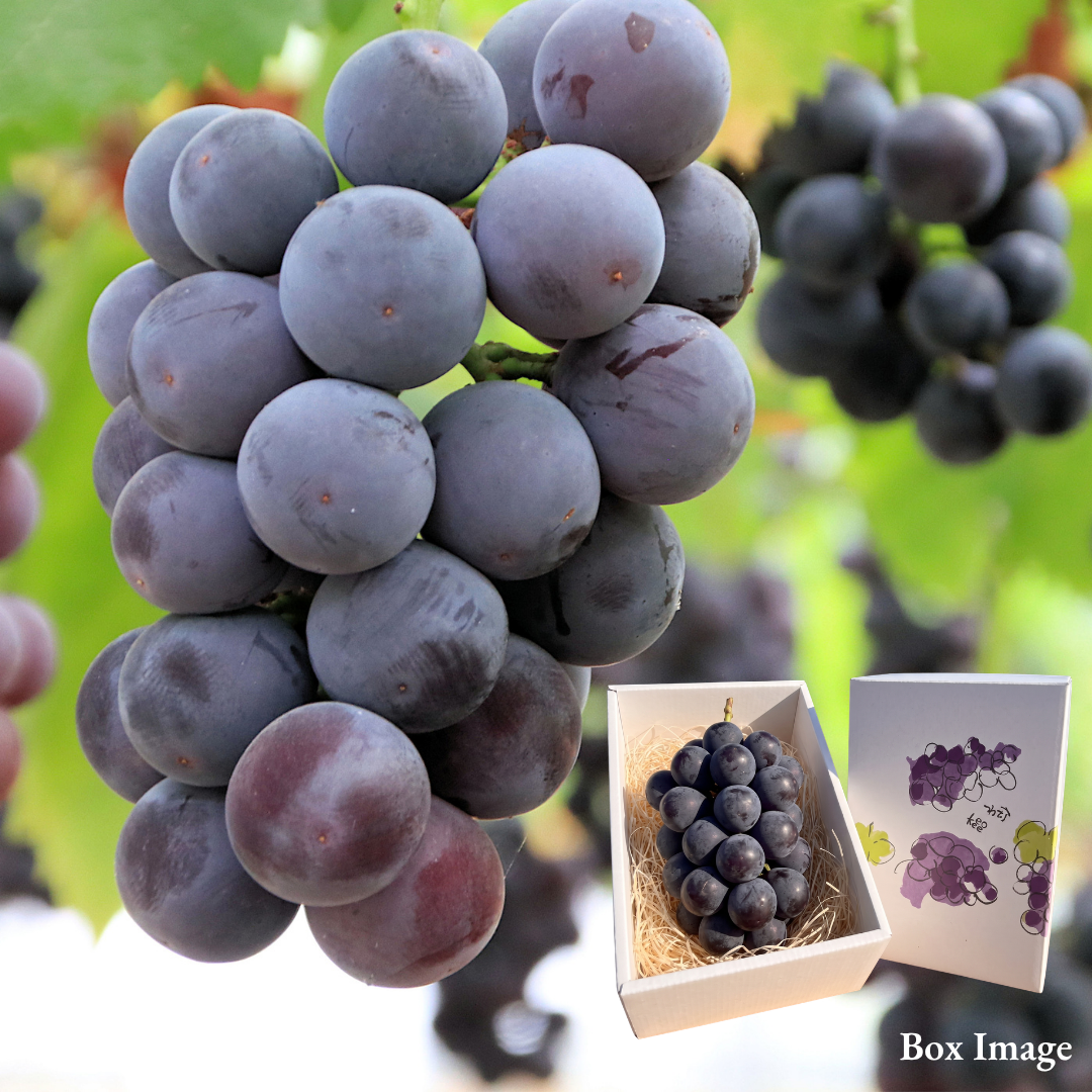 "New Pione (Giftbox/3L-size/High Grade)”, Seedless Black Grape with Rich Sweetness & Refreshing Acidity, Approx.550g | Delivery: 2nd~3rd Oct - TFD (Tokyo Fresh Direct)