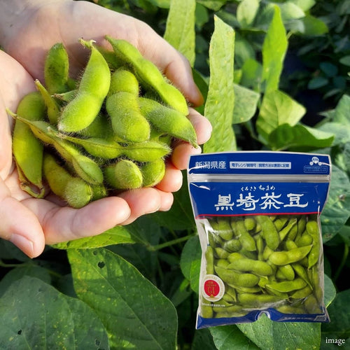 Niigata Kurosaki Chamame Edamame – 250g × 2 Packs (500g) | Freshly Harvested, Rich & Aromatic | Delivery: 4th~5th Sep