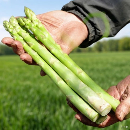 Niigata Premium Asparagus – Large Size approx. 200g | Thick, Crisp & Exceptionally Juicy | Delivery: 4th~5th Sep