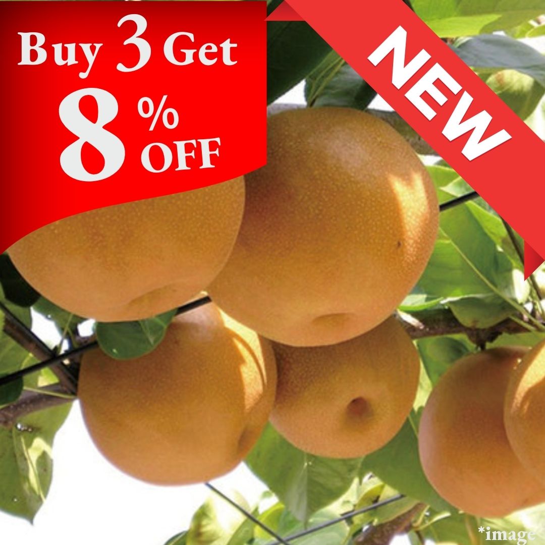 "Nikkori Japanese Pear (High Grade)", Juicy Extra - Large Japanese Pears, (2pcs/1.1kg+) | Delivery: 10th - 11th Oct - Tokyo Fresh Direct