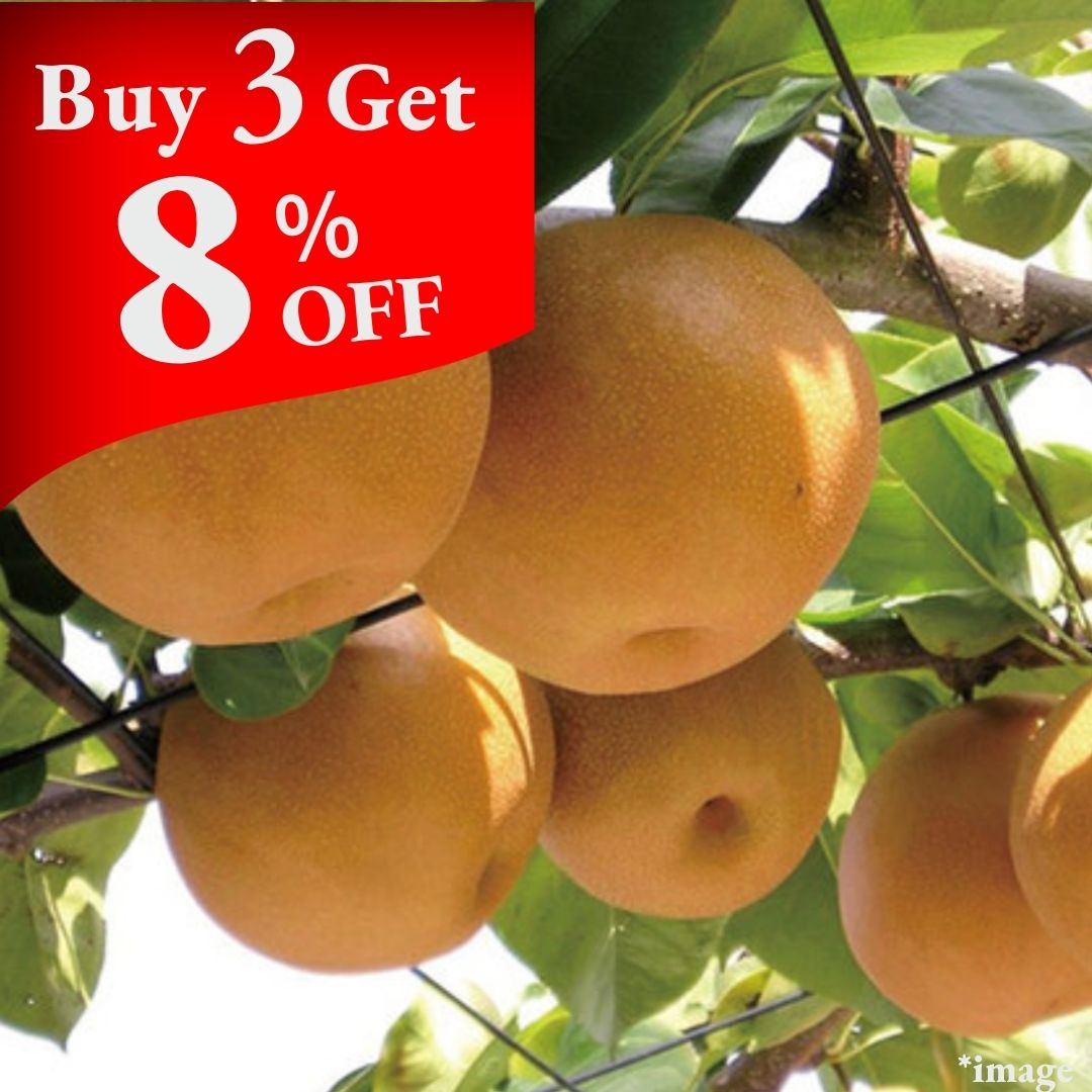 "Nikkori Japanese Pear (High Grade)", Juicy Extra - Large Japanese Pears, (2pcs/1.1kg+) | Delivery: 10th - 11th Oct - Tokyo Fresh Direct