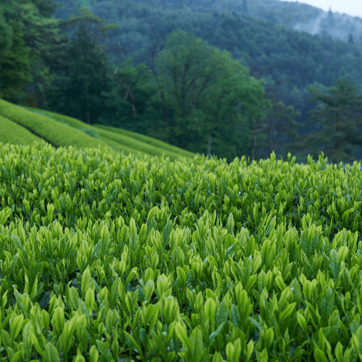 NITTASEICHA Toasted Harmony Matcha Genmaicha Tea Bag - Tokyo Fresh Direct