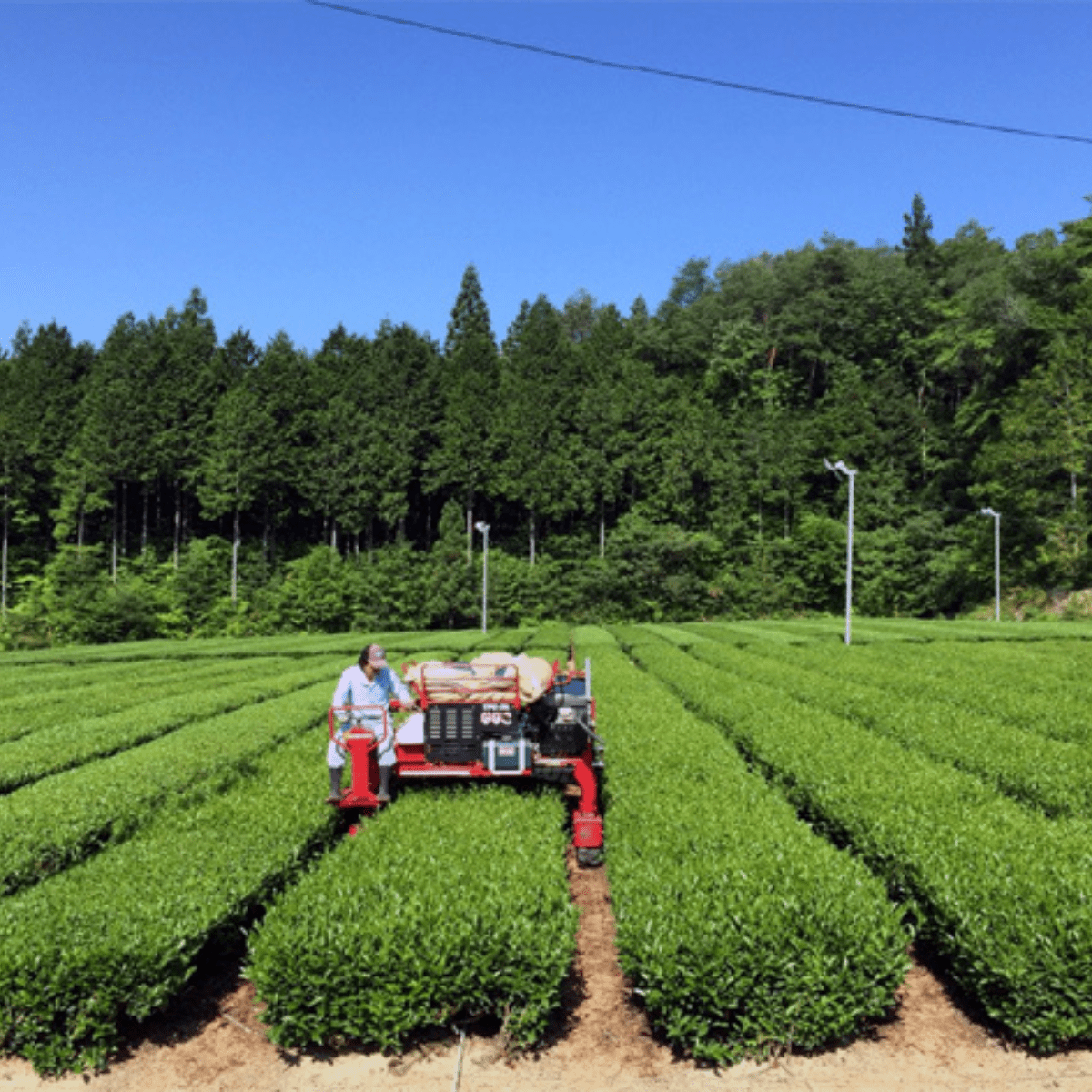 NITTASEICHA Toasted Harmony Matcha Genmaicha Tea Bag - Tokyo Fresh Direct