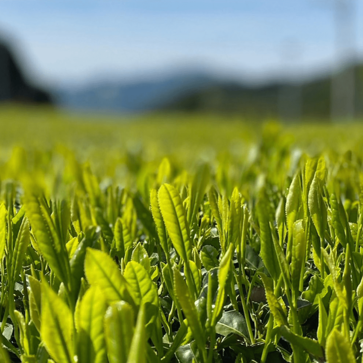 NITTASEICHA Toasted Harmony Matcha Genmaicha Tea Bag - Tokyo Fresh Direct