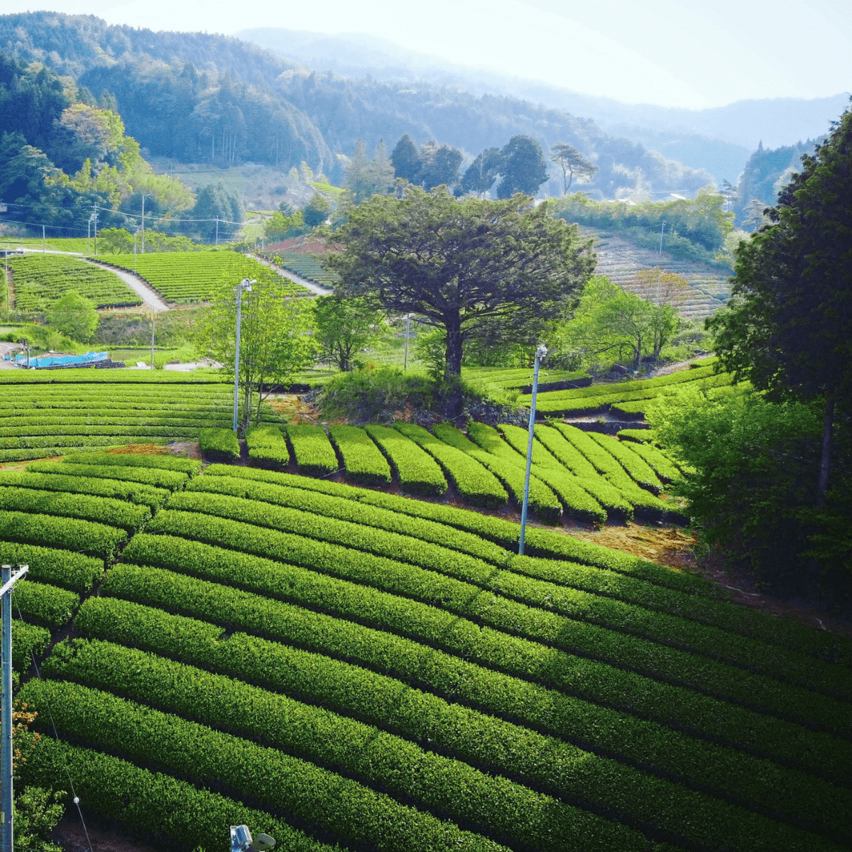 NITTASEICHA Toasted Harmony Matcha Genmaicha Tea Bag - Tokyo Fresh Direct