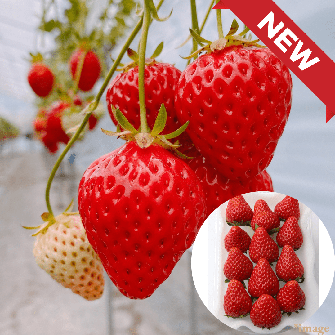 One of Japan’s Top Three Strawberries "Benihoppe (High Grade/Value Pack)", Named for Its “Cheek - Dropping” Deliciousness, Approx.450g | Delivery: 9th - 10th Jan - Tokyo Fresh Direct