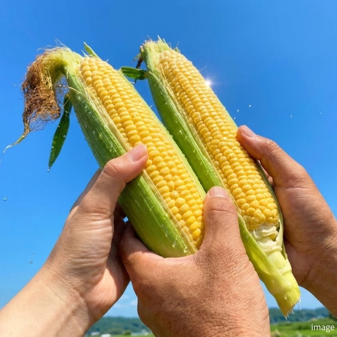 Premium Dolce Dream Sweet Corn from Japan – Fresh Harvest | Fruit - Like Natural Sweetness | Seasonal Limited | Approx. 380g~500g+ (2 Packs) | Delivery: 15th - 16th May - TFD (Tokyo Fresh Direct)
